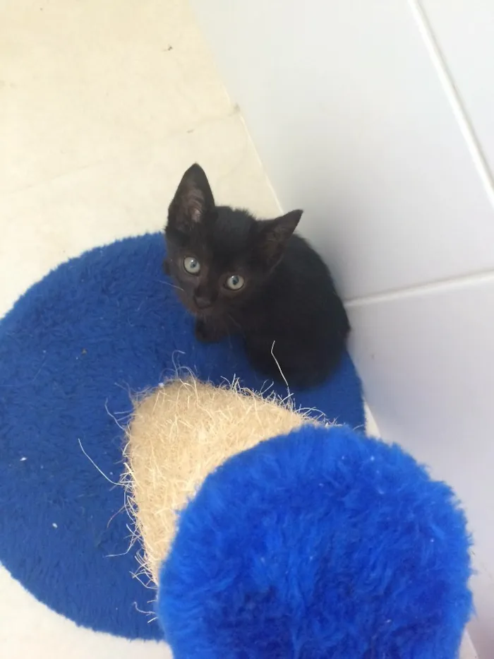 Gato ra a Srd idade Abaixo de 2 meses nome Sem nomes 