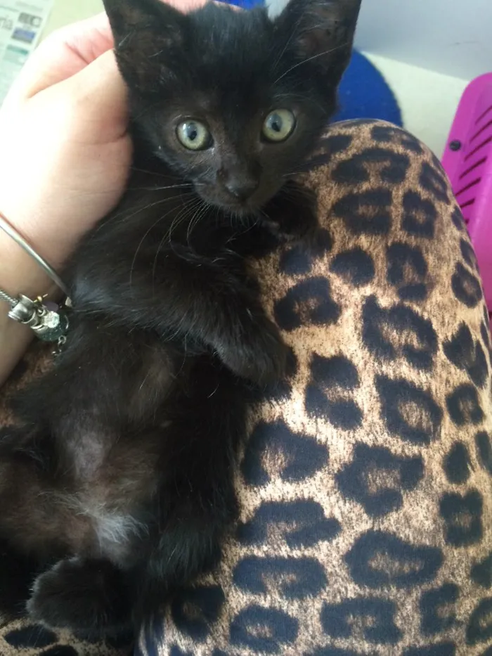 Gato ra a Srd idade Abaixo de 2 meses nome Sem nomes 