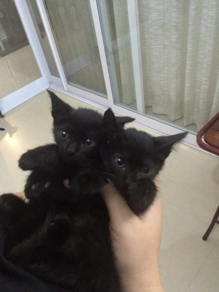 Gato ra a Srd idade Abaixo de 2 meses nome Sem nomes 