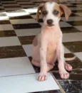 Meiguinho