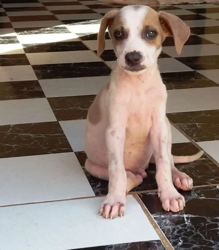 Cachorro raça Fox Paulistinha - Mistura idade 2 a 6 meses nome Meiguinho