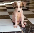 Meiguinho