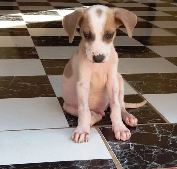 Cachorro raça Fox Paulistinha - Mistura idade 2 a 6 meses nome Meiguinho
