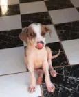 Meiguinho