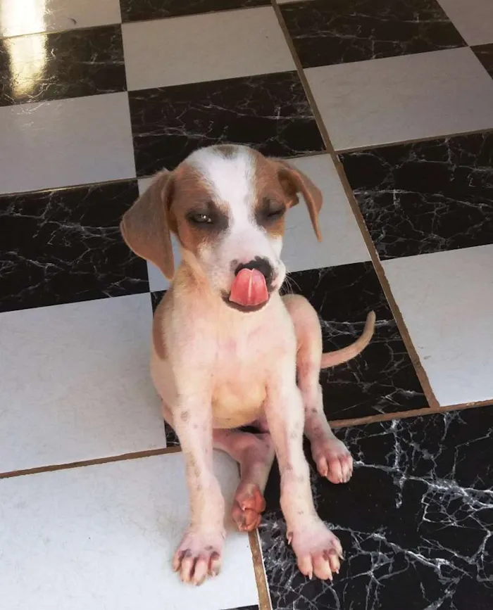 Cachorro raça Fox Paulistinha - Mistura idade 2 a 6 meses nome Meiguinho