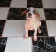 Meiguinho