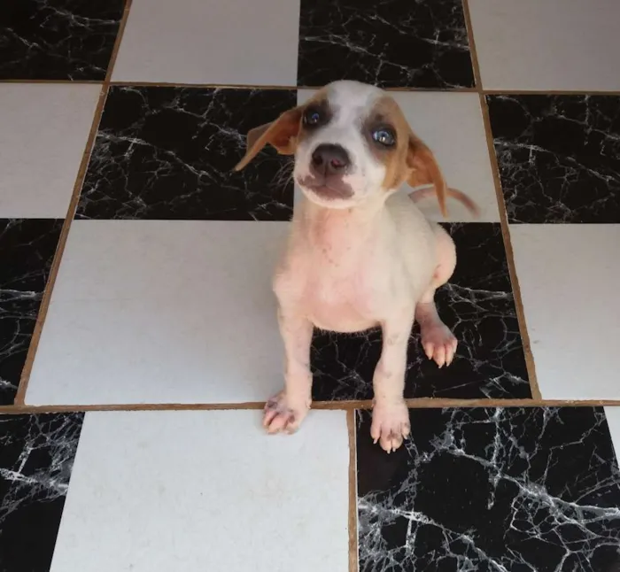 Cachorro raça Fox Paulistinha - Mistura idade 2 a 6 meses nome Meiguinho