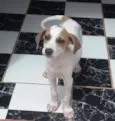 Meiguinho