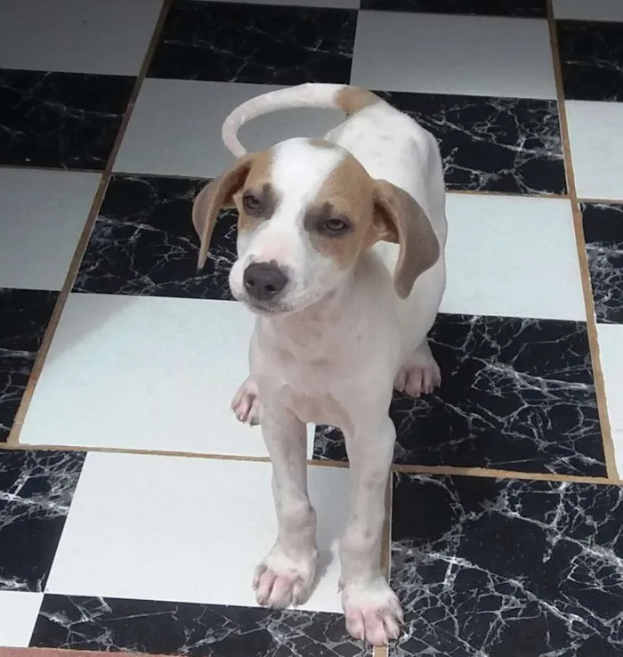 Cachorro raça Fox Paulistinha - Mistura idade 2 a 6 meses nome Meiguinho