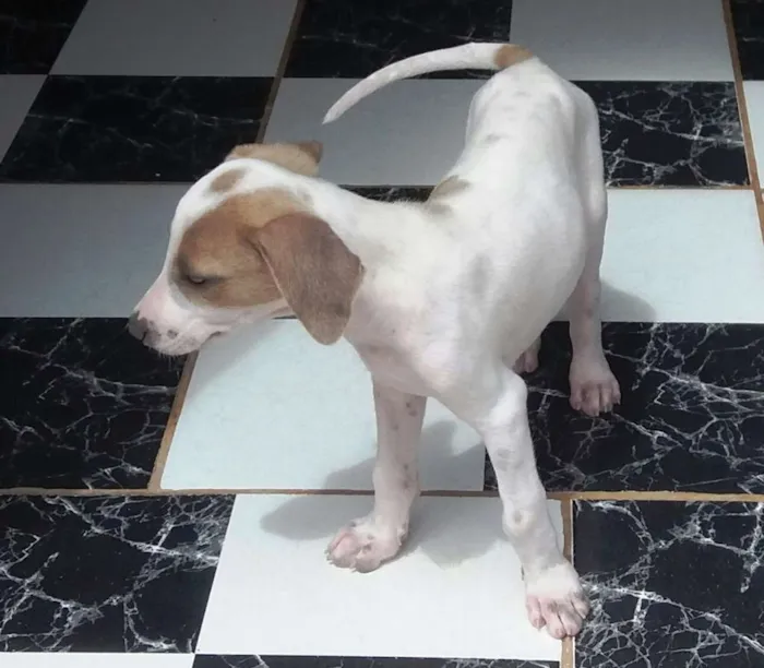 Cachorro raça Fox Paulistinha - Mistura idade 2 a 6 meses nome Meiguinho