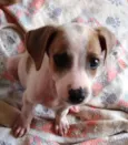 Meiguinho