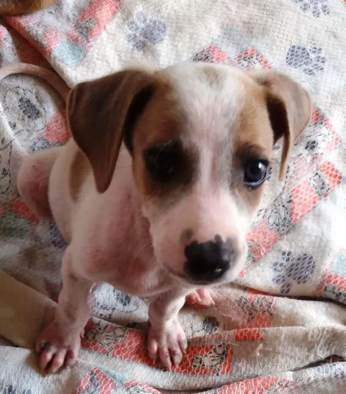 Cachorro raça Fox Paulistinha - Mistura idade 2 a 6 meses nome Meiguinho