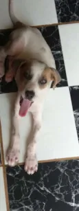 Meiguinho