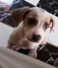 Meiguinho
