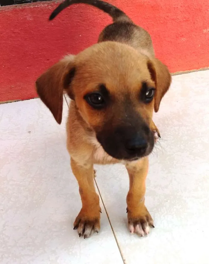Cachorro raça SRD idade 2 a 6 meses nome Menininha