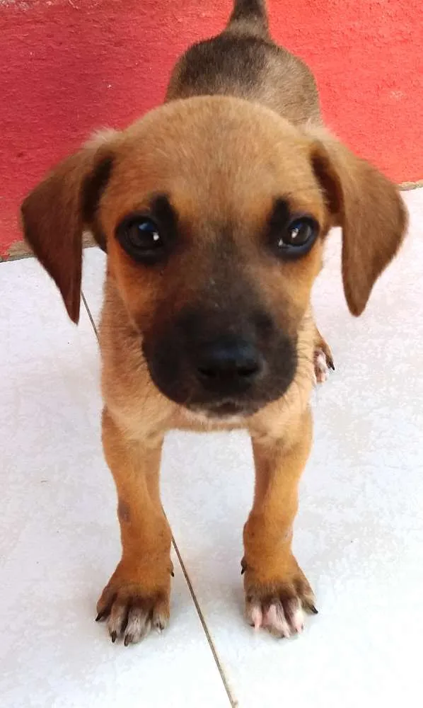 Cachorro raça SRD idade 2 a 6 meses nome Menininha