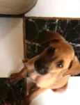 Menininha