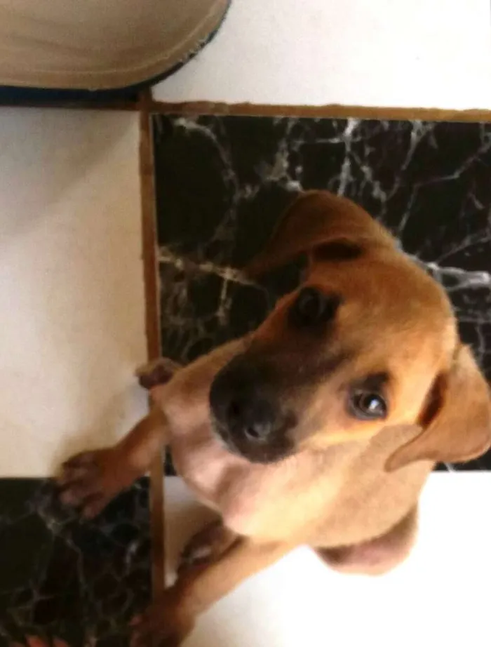 Cachorro raça SRD idade 2 a 6 meses nome Menininha