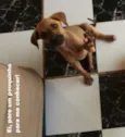 Menininha