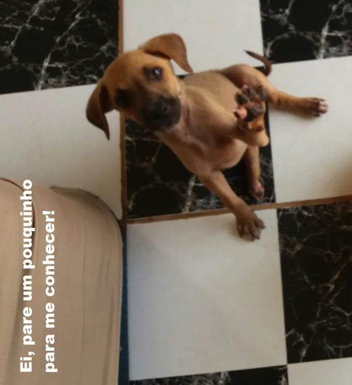 Cachorro raça SRD idade 2 a 6 meses nome Menininha