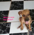 Menininha
