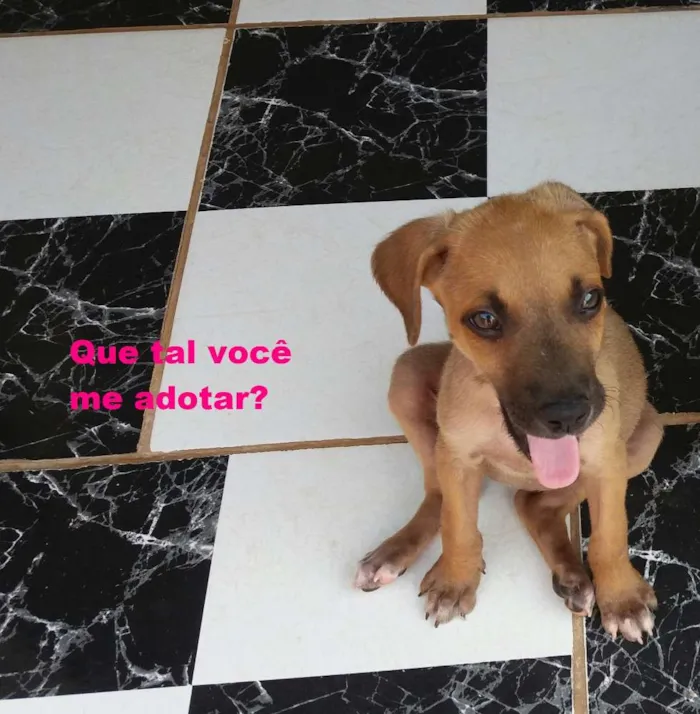 Cachorro raça SRD idade 2 a 6 meses nome Menininha