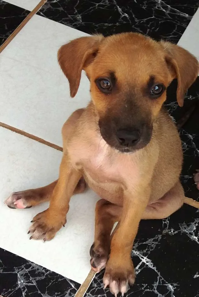 Cachorro raça SRD idade 2 a 6 meses nome Menininha