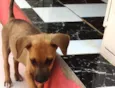 Menininha