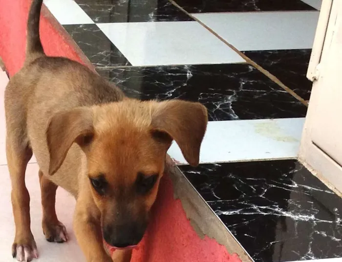 Cachorro raça SRD idade 2 a 6 meses nome Menininha