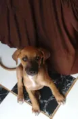 Menininha