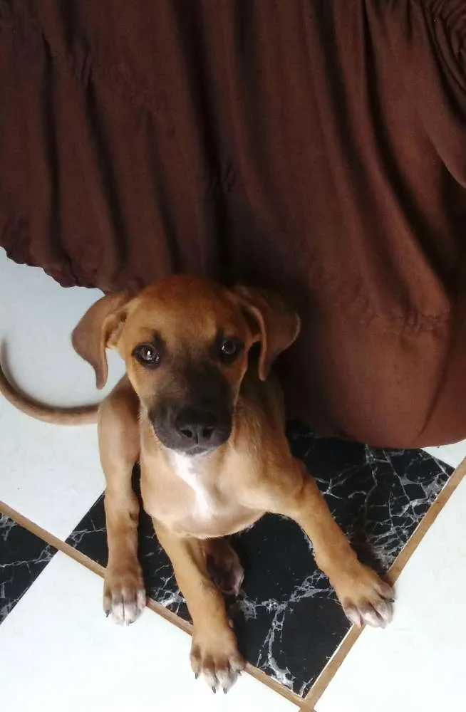 Cachorro raça SRD idade 2 a 6 meses nome Menininha