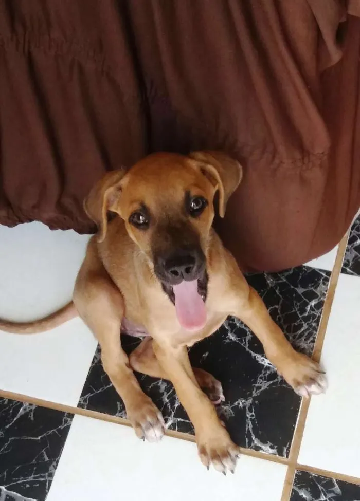 Cachorro raça SRD idade 2 a 6 meses nome Menininha