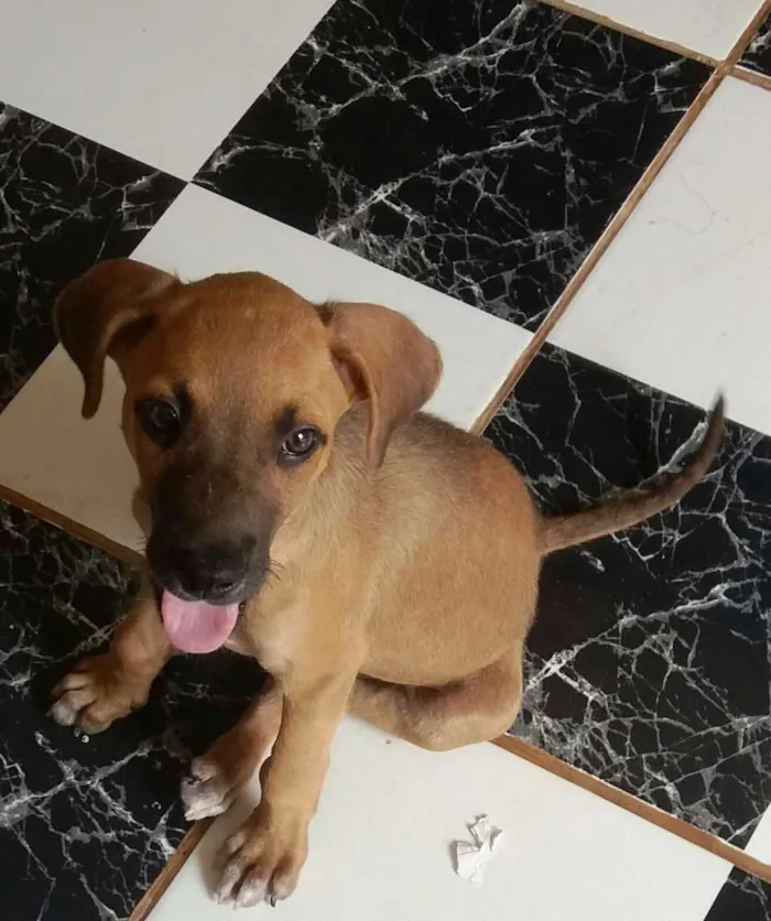 Cachorro raça SRD idade 2 a 6 meses nome Menininha