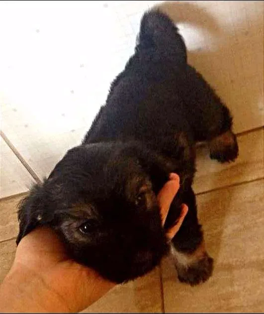 Cachorro ra a indefinida idade Abaixo de 2 meses nome vários