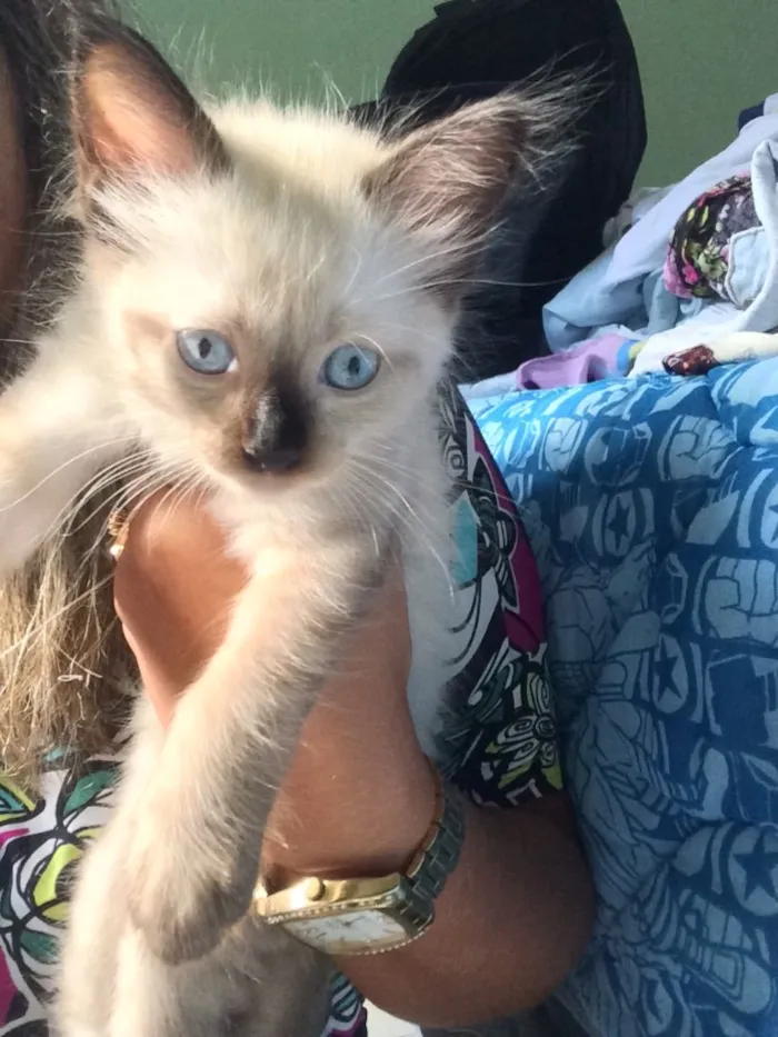 Gato raça  idade Abaixo de 2 meses nome Rebeca