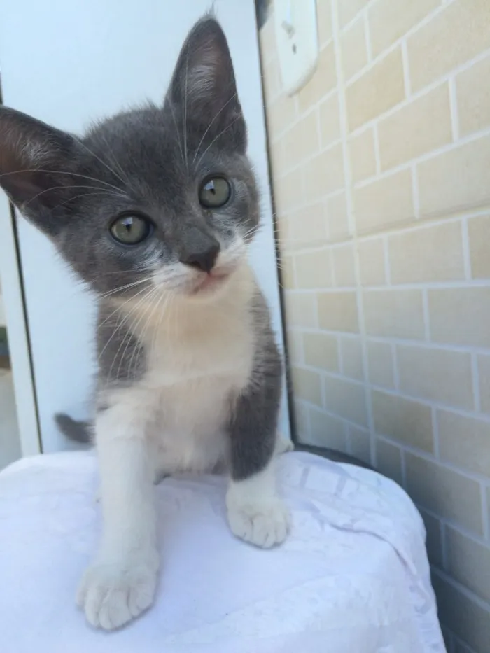 Gato raça  idade Abaixo de 2 meses nome Lolli