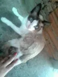 Três patas