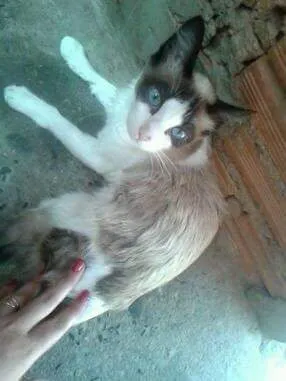 Gato ra a  idade 1 ano nome Três patas