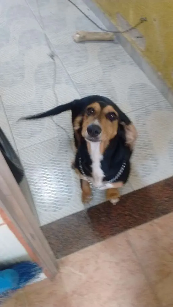 Cachorro ra a Mistura SDR com basse round idade 1 ano nome Amora
