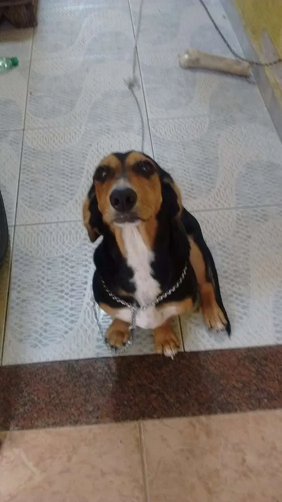 Cachorro ra a Mistura SDR com basse round idade 1 ano nome Amora