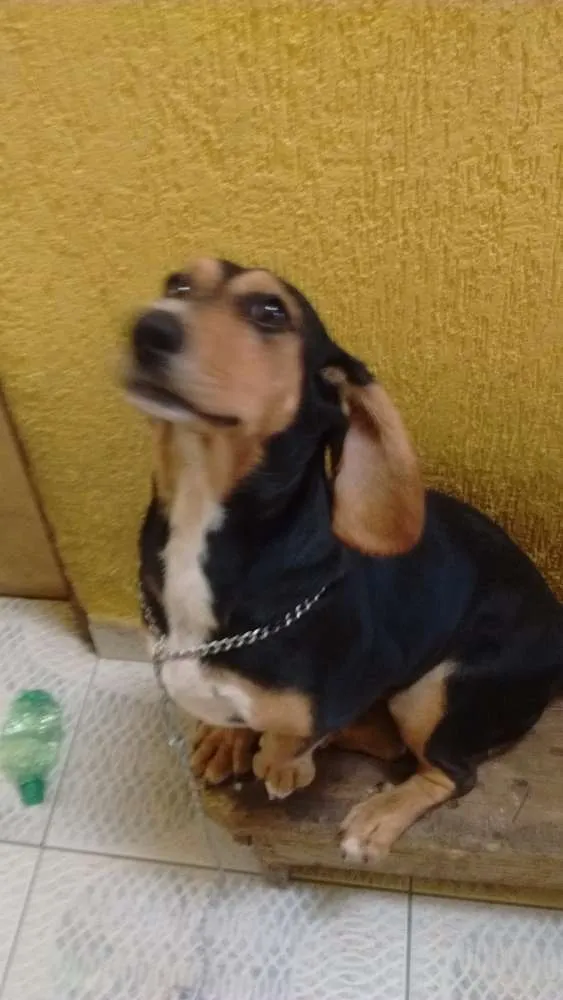 Cachorro ra a Mistura SDR com basse round idade 1 ano nome Amora