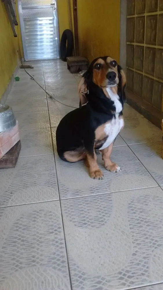 Cachorro ra a Mistura SDR com basse round idade 1 ano nome Amora
