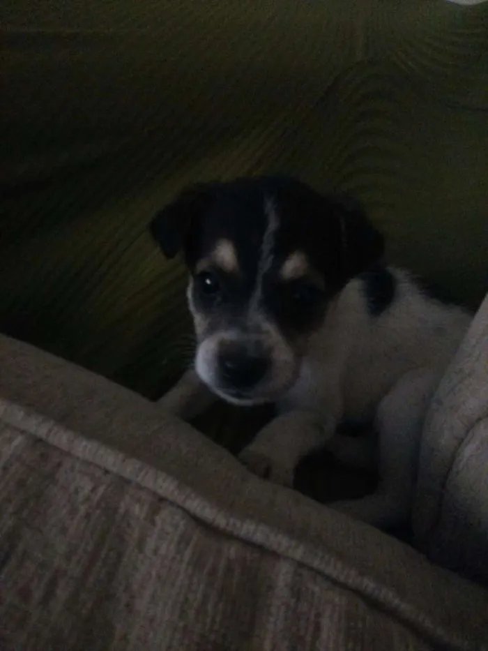 Cachorro ra a Vira lata  idade Abaixo de 2 meses nome Thor