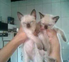 Gato ra a  idade 2 a 6 meses nome Parafina