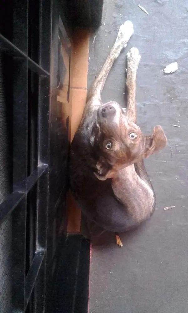 Cachorro ra a Labrador com vira lata idade 1 ano nome mel