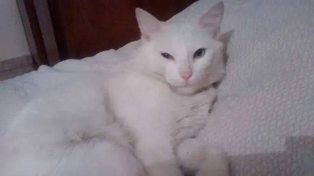 Gato ra a Angorá idade 3 anos nome AISHA