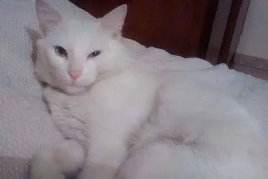 Gato ra a Angorá idade 3 anos nome AISHA