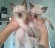 Gato ra a  idade 2 a 6 meses nome Parafina