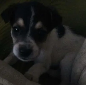 Cachorro raça Vira lata  idade Abaixo de 2 meses nome Thor