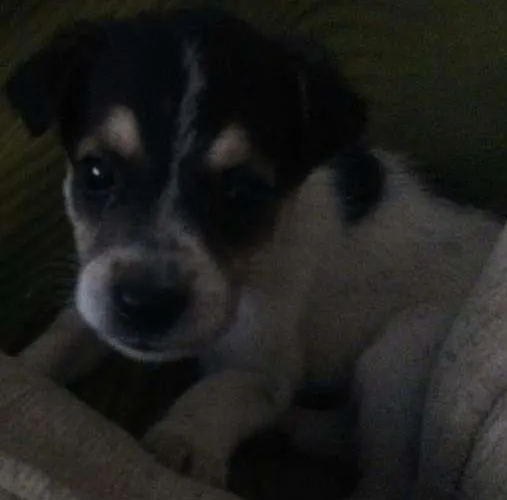 Cachorro ra a Vira lata  idade Abaixo de 2 meses nome Thor